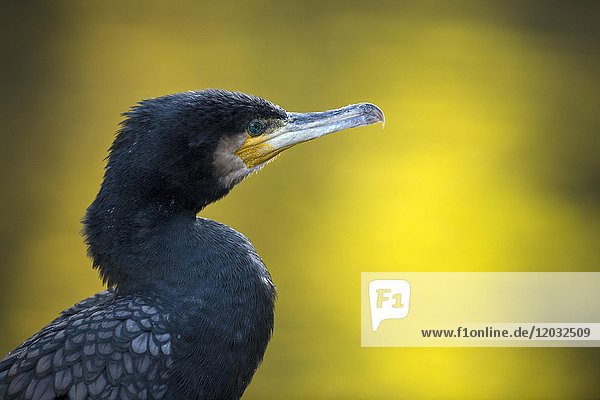 Great cormorant (Phalacrocorax carbo)  Portrait  Baden-Württemberg  Germany  Europe