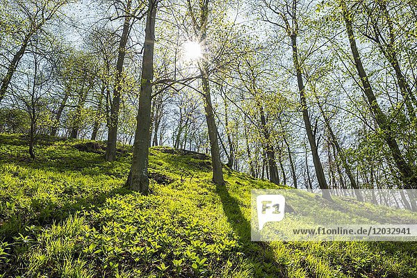 Rotbuchen (Fagus sylvatica)  Laubwald im Frühjahr  Gegenlicht  Nationalpark Kellerwald-Edersee  Hessen  Deutschland  Europa