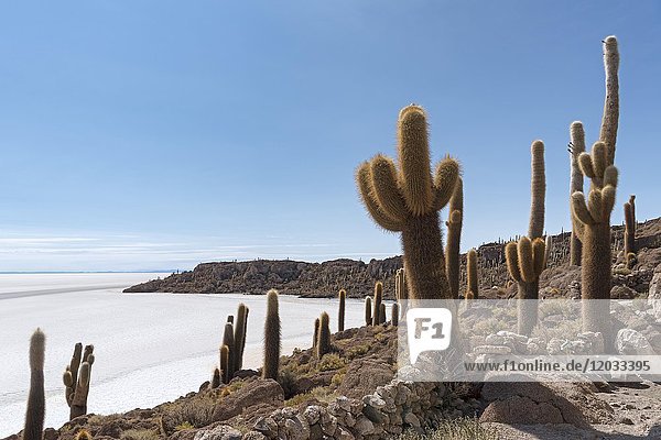 Isla Incahuasi mit jahrhundertealten Kakteen (Echinopsis atacamensis)  im Salzsee Salar de Uyuni  Uyuni  Potosí  Bolivien  Südamerika