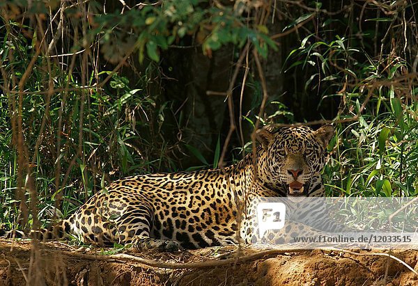Jaguar (Panthera onca) ruht sich im Schatten auf einer Böschung aus  Pantanal  Mato Grosso  Brasilien  Südamerika