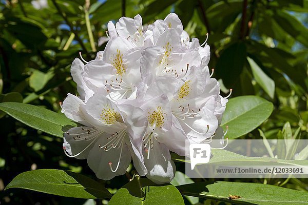 Weißer Rhododendron (Rhododendron sp.)  Blüte  Insel Mainau  Bodensee  Deutschland  Europa