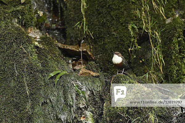 Wasseramsel (Cinclus cinclus)  sitzend auf Felsen mit Moos  Oberharz am Brocken  Elbingerrode  Harz  Sachsen-Anhalt  Deutschland  Europa