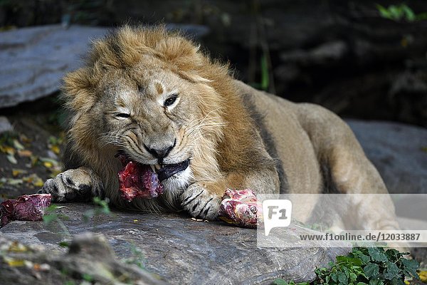 Asiatischer Löwe (Panthera leo persica)  frisst Fleisch  Futtermittel  in Gefangenschaft