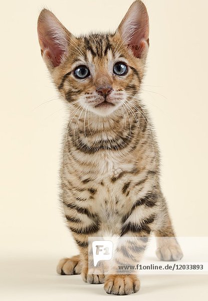 Rassekatze Toyger (Felis silvestris catus)  Alter 9 Wochen  Farbe braun schwarz getigert
