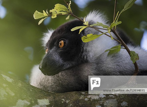 Kragenlemur (Varicea varigata)  Porträt  Regenwald  Ost-Madagaskar  Madagaskar  Afrika