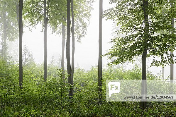Beech forest on misty morning  Nature Park  Spessart  Bavaria  Germany  Europe.