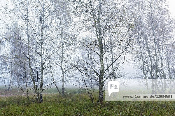 Birch forest in morning mist  Hesse  Germany  Europe.