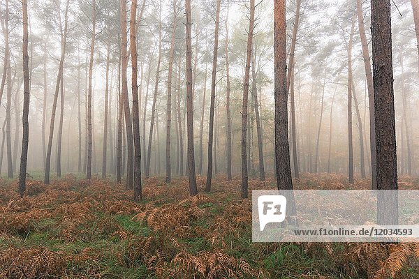 Pine Forest on misty morning  Hesse  Germany  Europe.