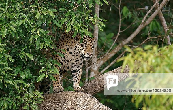 Jaguar (Panthera onca) auf einem Baum  Blick nach draußen  Pantanal  Mato Grosso  Brasilien  Südamerika