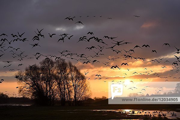 Blässgans (Anser albifrons)  Fliegenschwarm vor der aufgehenden Sonne  Xanten  Niederrhein  Nordrhein-Westfalen  Deutschland  Europa