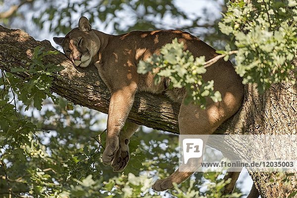 Puma (Puma concolor)  erwachsen  ruht sich auf einem Baum aus  in Gefangenschaft  Vorkommen Amerika