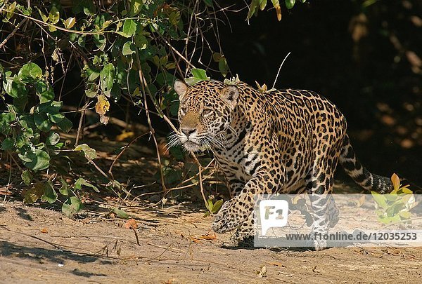 Jaguar (Panthera onca)  Jagd  Pantanal  Mato Grosso  Brasilien  Südamerika
