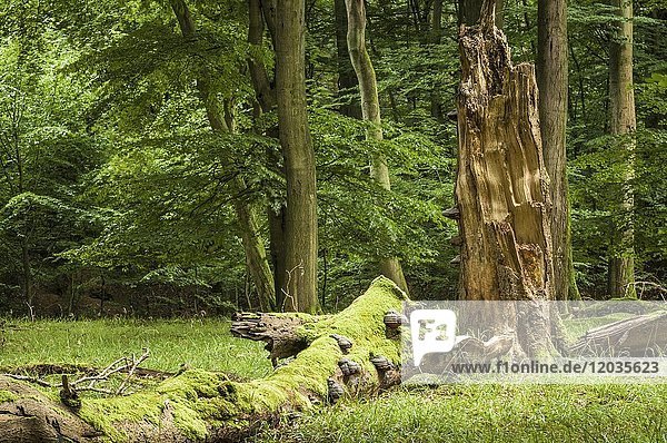 Buchenurwald mit Totholz  Nationalpark Jasmund  Insel Rügen  Mecklenburg Vorpommern  Deutschland  Europa
