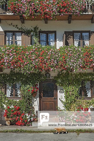 Bauernhaus mit blühenden Geraniumn (Pelargonium)  Jachenau  Oberbayern  Bayern  Deutschland  Europa