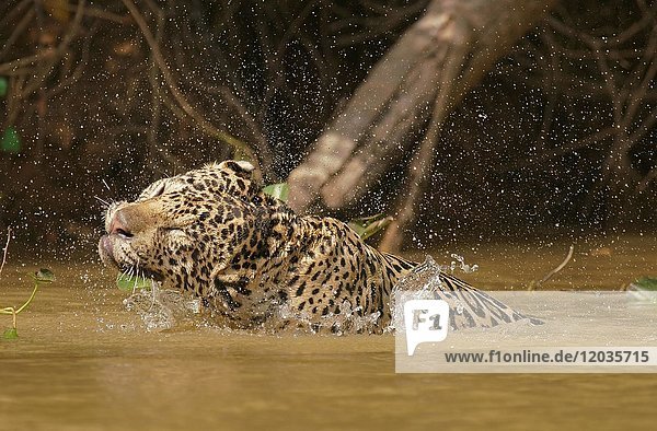 Jaguar (Panthera onca) shakes in the water  Pantanal  Mato Grosso  Brazil  South America