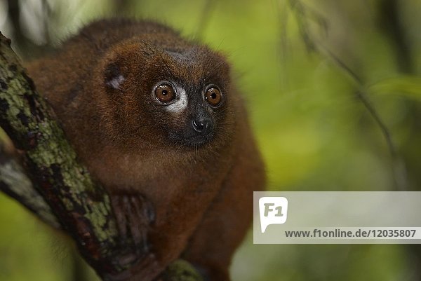 Rotbauchlemur (Eulemur rubriventer)  Regenwald  Ranomafana-Nationalpark  Madagaskar  Afrika