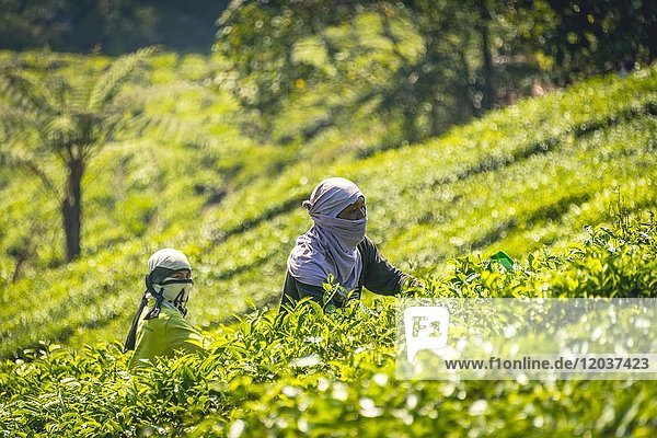 Einheimischer Teepflücker ernten  pflücken Tee  Teeplantage  Anbau von Tee  Cameron Highlands  Tanah Tinggi Cameron  Pahang  Malaysia  Asien