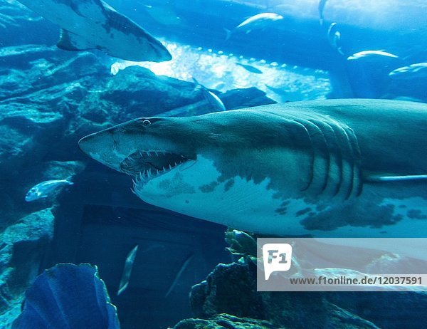 Shark in the Dubai Aquarium and Underwater Zoo  Dubai Mall  Dubai  United Arab Emirates  Asia
