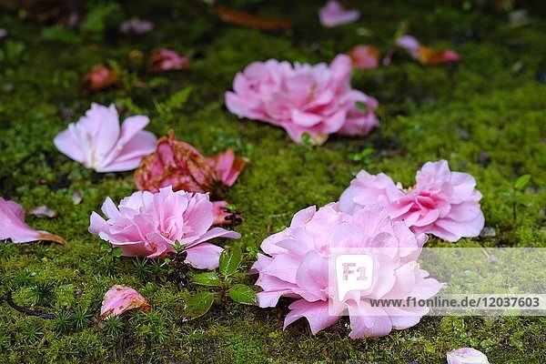 Verblühte Blüten von Kamelie (Camellia) liegen auf Boden  Trewidden Garden  bei Penzance  Cornwall  England  Großbritannien  Europa