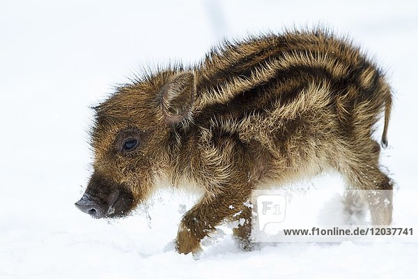 Wildschwein (Sus scrofa)  Frischling im Schnee  Winter  Deutschland  captive  Europa