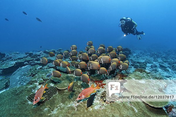 Taucher  vorne Großdorn-Husarenfisch (Sargocentron spiniferum) hinten Schwarm Halsband-Falterfisch (Chaetodon collare)  Indischer Ozean  Malediven  Asien