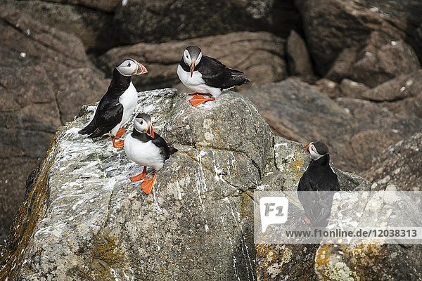 Group Puffin (Fratercula arctica) on rock island of Flatey Flatey West Fjords Iceland Europe