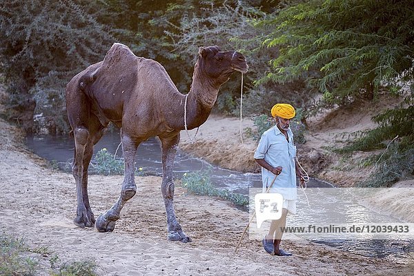 Camel and a man on the way to Pushkar Mela  camel and cattle market  Pushkar  Rajasthan  India  Asia