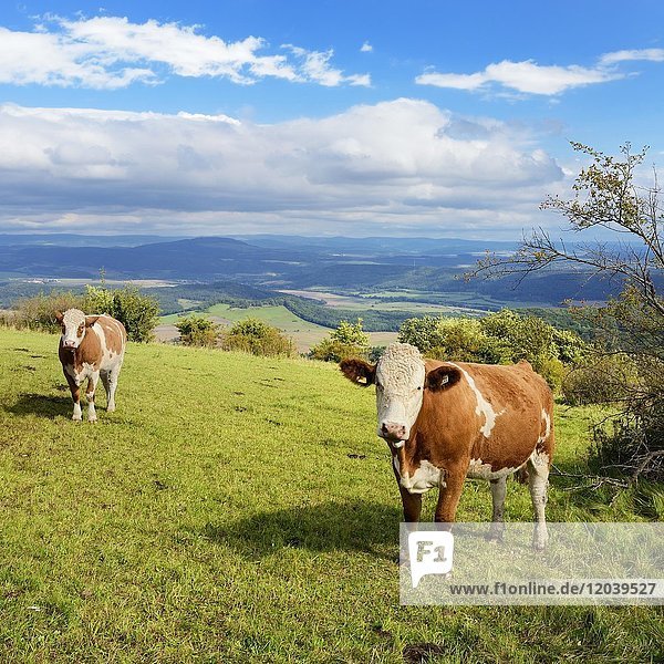 Rinder weiden auf Wiese  Gebaberg  auch Hohe Geba  Vordere Rhön  bei Meiningen  Thüringen  Deutschland  Europa