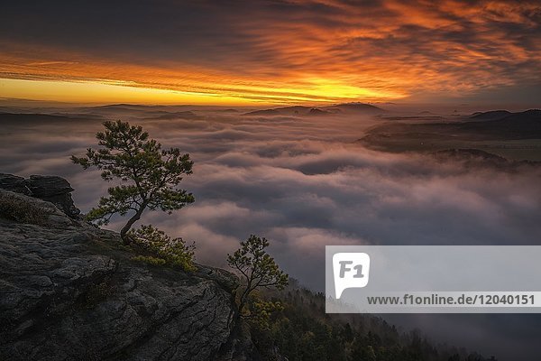 Kiefer auf dem Lilienstein bei Sonnenaufgang mit Wolkendecke über Elbtal  Sächsische Schweiz  Sachsen  Deutschland  Europa