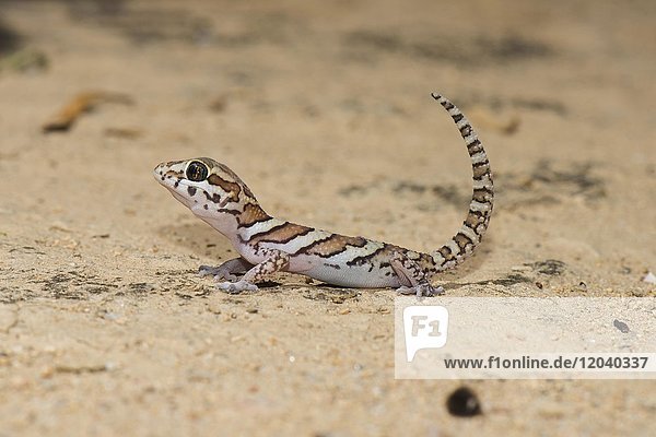Madagascar large-head gecko (Paroedura picta)  Botanical Garden Arboretum d' Andtsokay  Madagascar  Africa