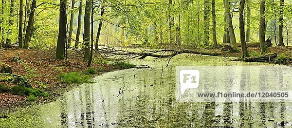Sumpf in naturnahem Buchenwald  Müritz-Nationalpark  Teilgebiet Serrahn  Mecklenburg-Vorpommern  Deutschland  Europa