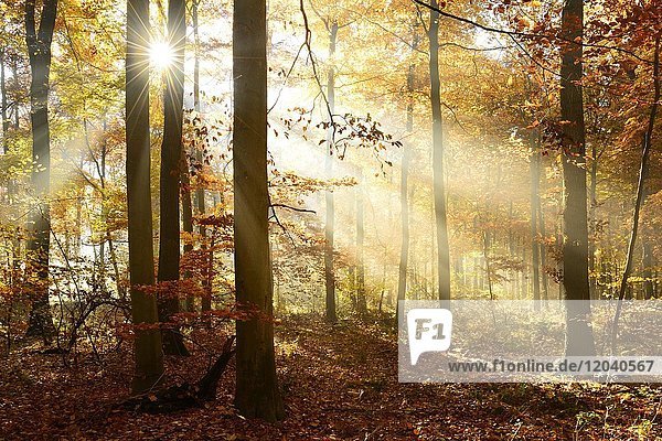 Sonne strahlt durch lichtdurchfluteten Buchenwald im Herbst  Ziegelrodaer Forst  Sachsen-Anhalt  Deutschland  Europa