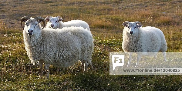 Sheep (Ovis)  mother with two offspring  Northwest Iceland  Iceland  Europe