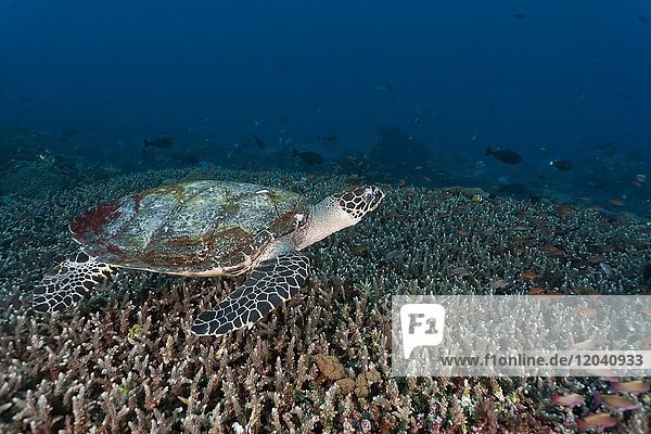 Echte Karettschildkröte  (Eretmochelys imbricata)  Nusa Lembongan  Bali  Indonesien  Asien