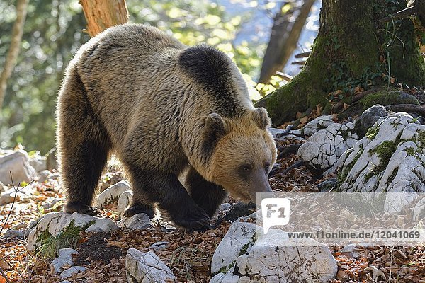 Europäischer Braunbär oder Eurasische Braunbär (Ursus arctos arctos)  Braunbär im Karstwald  Notranjska  Slowenien  Europa