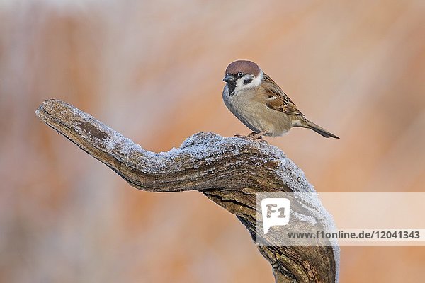 Feldsperling (Passer montanus)  sitzt auf Ast im Winter  Frost  Biosphärenreservat Mittelelbe  Sachsen- Anhalt  Deutschland  Europa