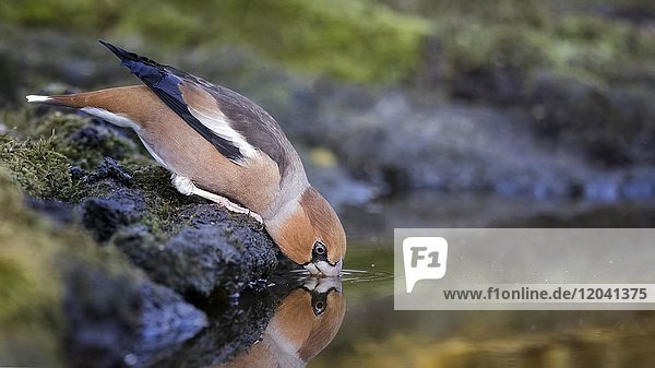 Kernbeißer (Coccothraustes coccothraustes)  trinkender Altvogel  Biosphärenreservat Mittelelbe  Sachsen- Anhalt  Deutschland  Europa