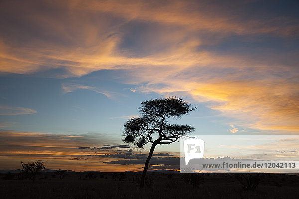 Eine Akazie bei Sonnenuntergang  Tsavo  Kenia  Ostafrika  Afrika