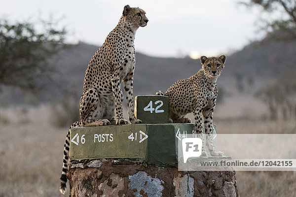 A cheetah (Acinonyx jubatus) and her young surveying the savannah at dusk  Tsavo  Kenya  East Africa  Africa