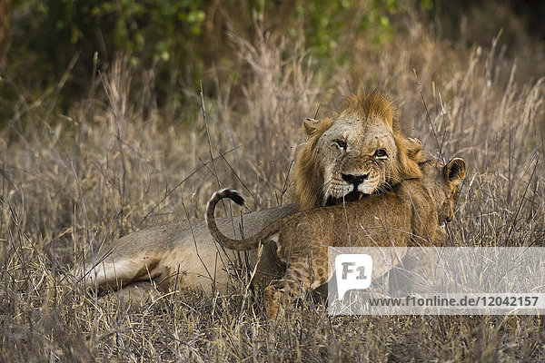 Ein männlicher Löwe (Panthera leo) mit seinem Jungen  Tsavo  Kenia  Ostafrika  Afrika