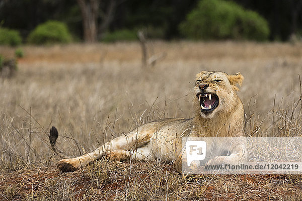 Ein Löwe (Panthera leo) gähnt  Tsavo  Kenia  Ostafrika  Afrika