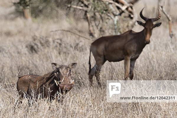 Portrait of a Warthog (Phacochoerus africanus)  with an hartebeest (Alcelaphus buselaphus) in background  Tsavo  Kenya  East Africa  Africa