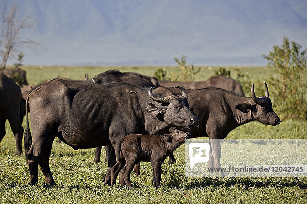 Kapbüffel (Afrikanischer Büffel) (Syncerus caffer) Kuh und Kalb  Ngorongoro-Krater  Tansania  Ostafrika  Afrika