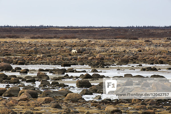 Alert polar bear (Ursus maritimus) on the rocky sub-arctic shoreline of the Hudson Bay north of Churchill in Manitoba Canada North America