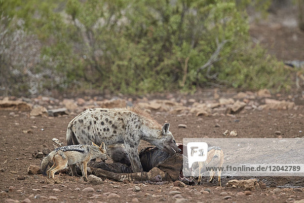 Tüpfelhyäne (Crocuta crocuta) und Schabrackenschakal (Canis mesomelas) an einem Zebrakadaver  Krüger-Nationalpark  Südafrika  Afrika