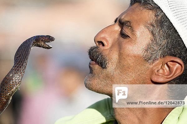 Snake charmer Djemaa el Fna Marrakech Morocco North Africa Africa