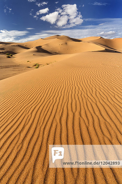 Wide angle view of the ripples and dunes of the Erg Chebbi Sand sea part of the Sahara Desert near Merzouga Morocco North Africa Africa