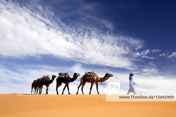 Kamele werden über die Dünen des Erg Chebbi Sandmeeres geführt  Teil der Sahara-Wüste bei Merzouga  Marokko  Nordafrika  Afrika