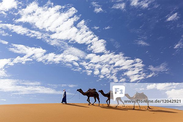 Kamele werden über die Dünen des Erg Chebbi Sandmeeres geführt  Teil der Sahara-Wüste bei Merzouga  Marokko  Nordafrika  Afrika