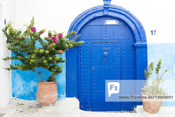 Töpfe und Pflanzen vor blau-weißer Wand in der Kasbah des Oudaya (Kasbah der Udayas)  Rabat  Marokko  Nordafrika  Afrika